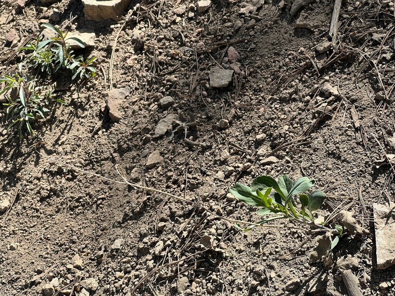 Streptanthus juneae photo 6