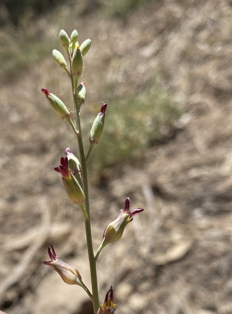 Streptanthus juneae photo 7