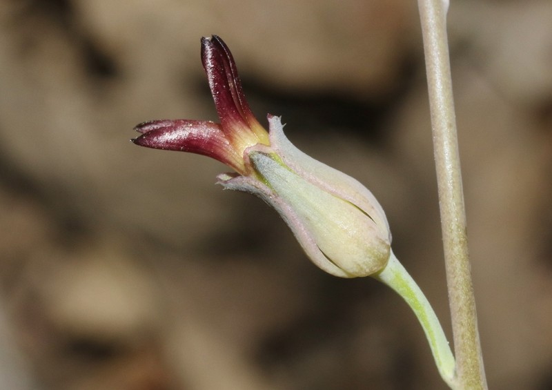 Streptanthus juneae photo 8