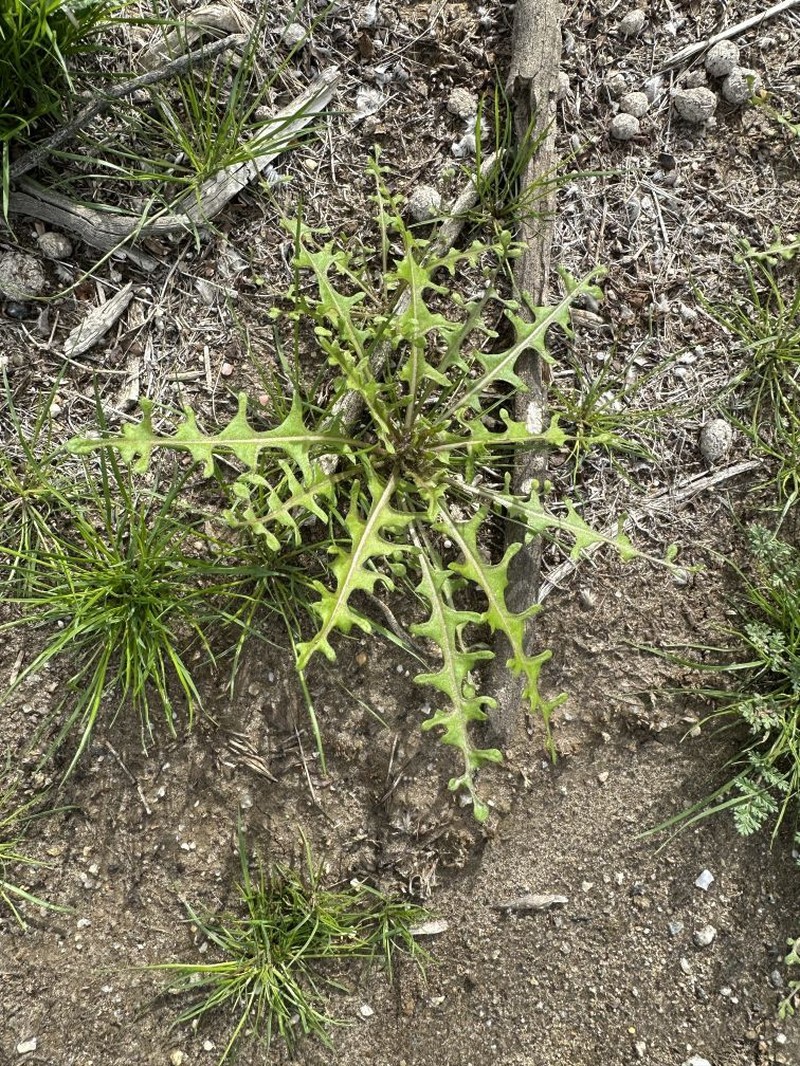 California Mustard photo 6