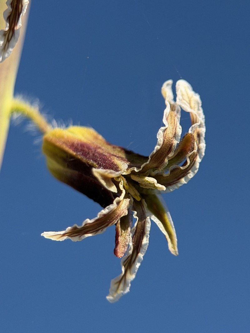 Lemmon's Jewelflower