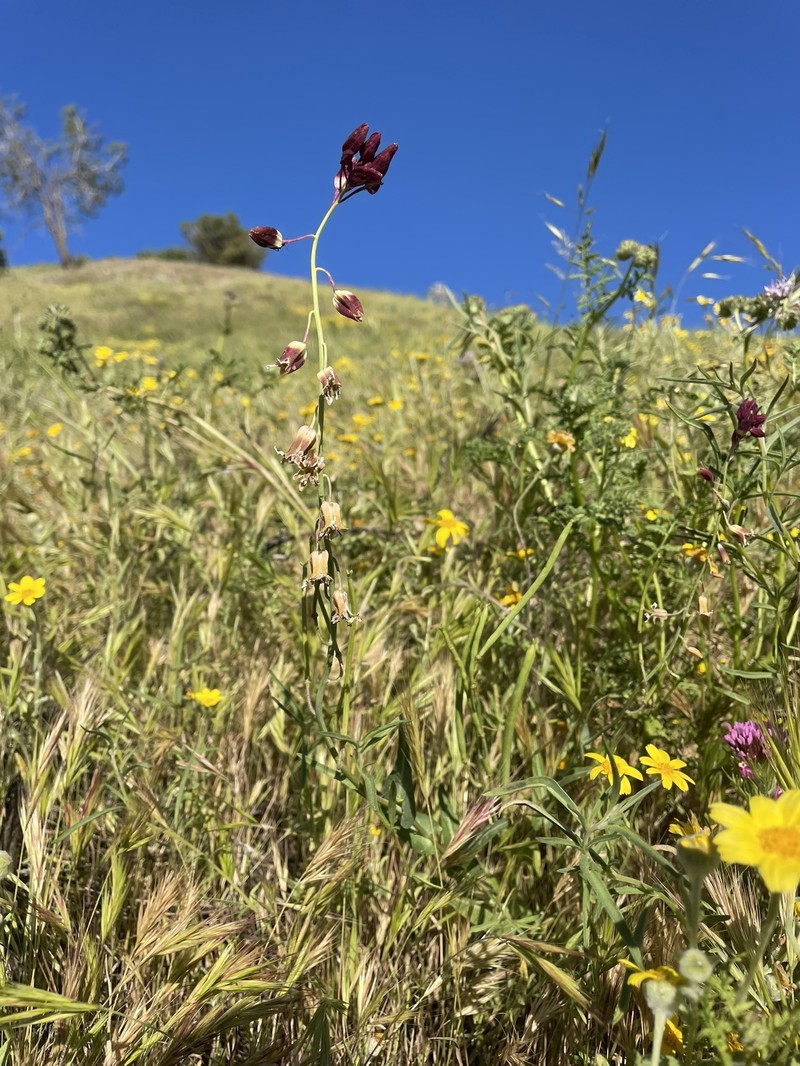 Lemmon's Jewelflower photo 2
