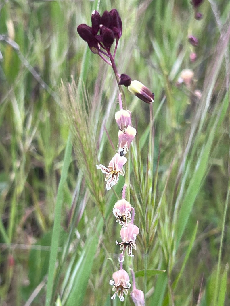 Lemmon's Jewelflower photo 3