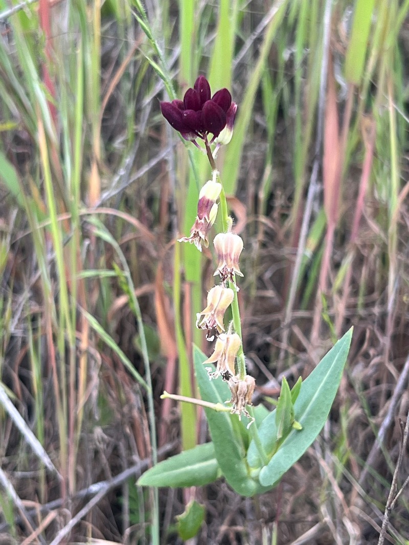 Lemmon's Jewelflower photo 4