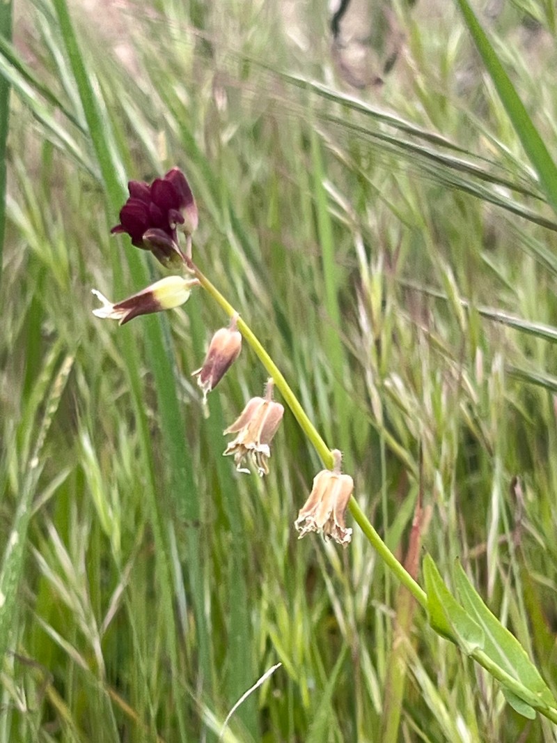 Lemmon's Jewelflower photo 5