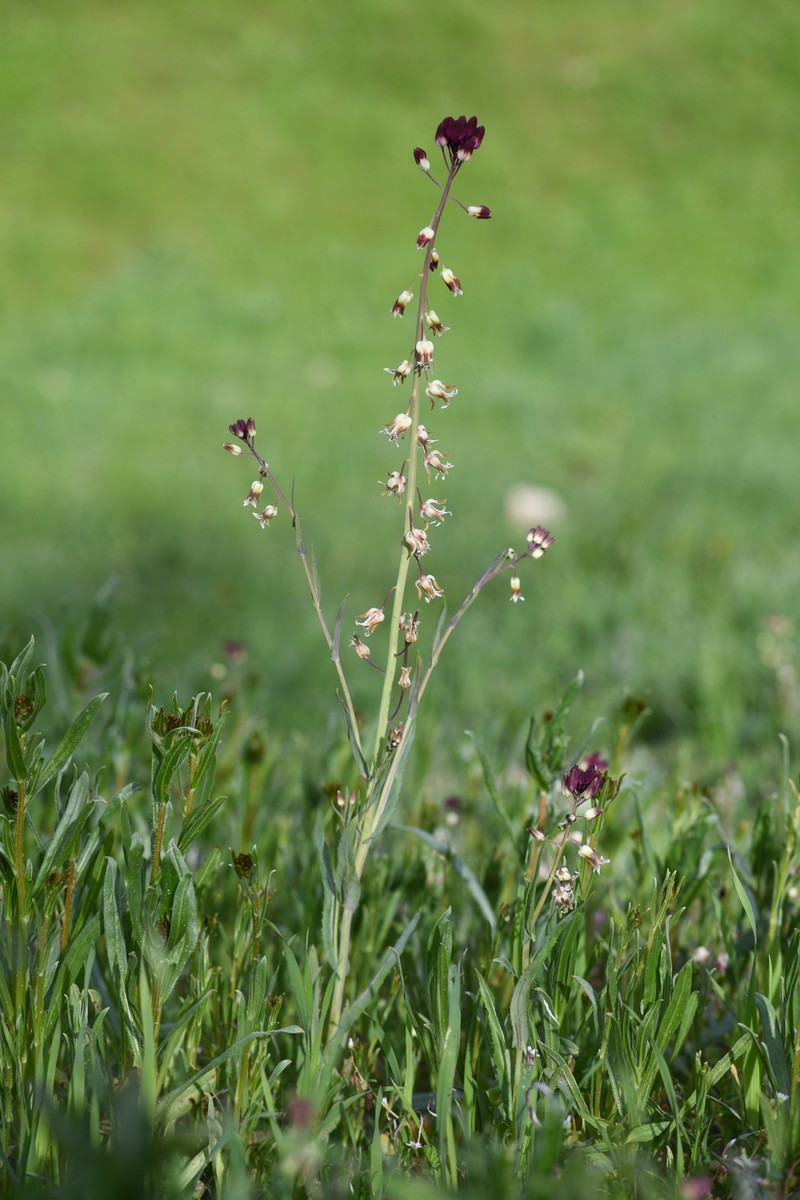 Lemmon's Jewelflower photo 6