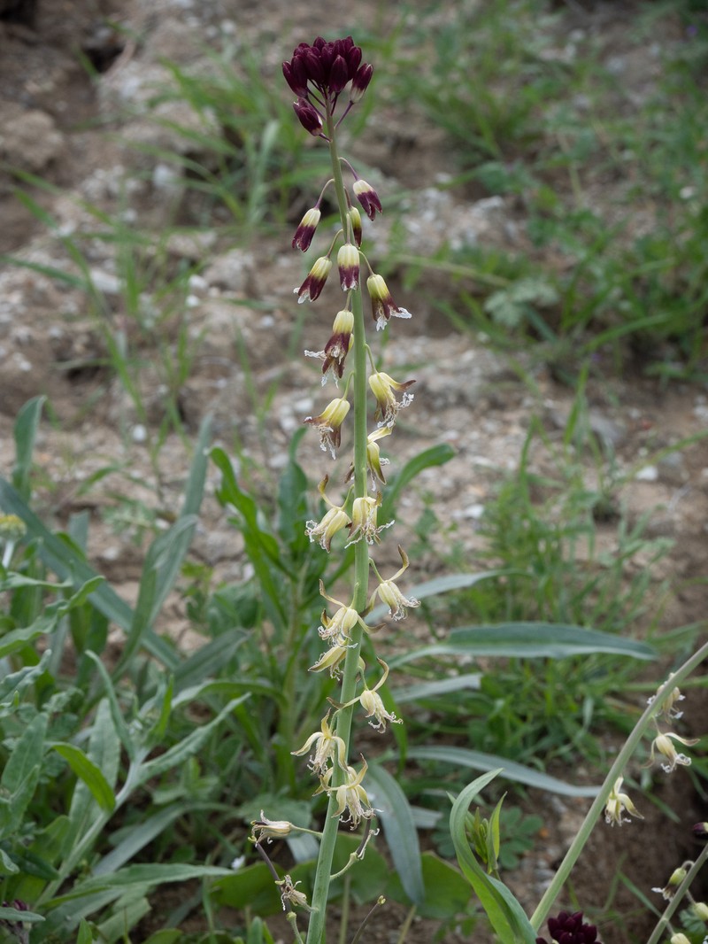 Lemmon's Jewelflower photo 7