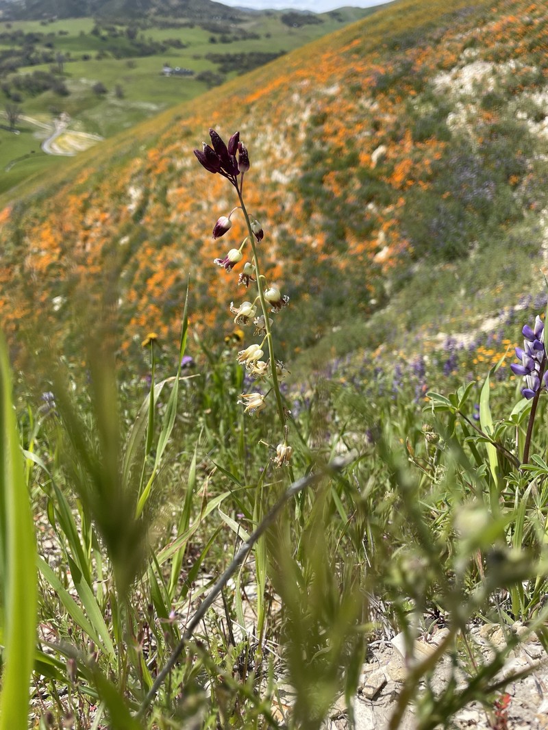 Lemmon's Jewelflower photo 8