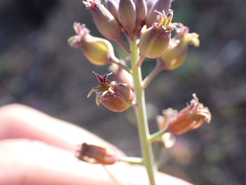 Long-Fruit Jewelflower photo 2