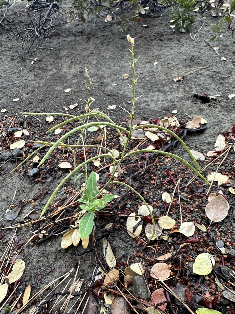 Long-Fruit Jewelflower photo 4