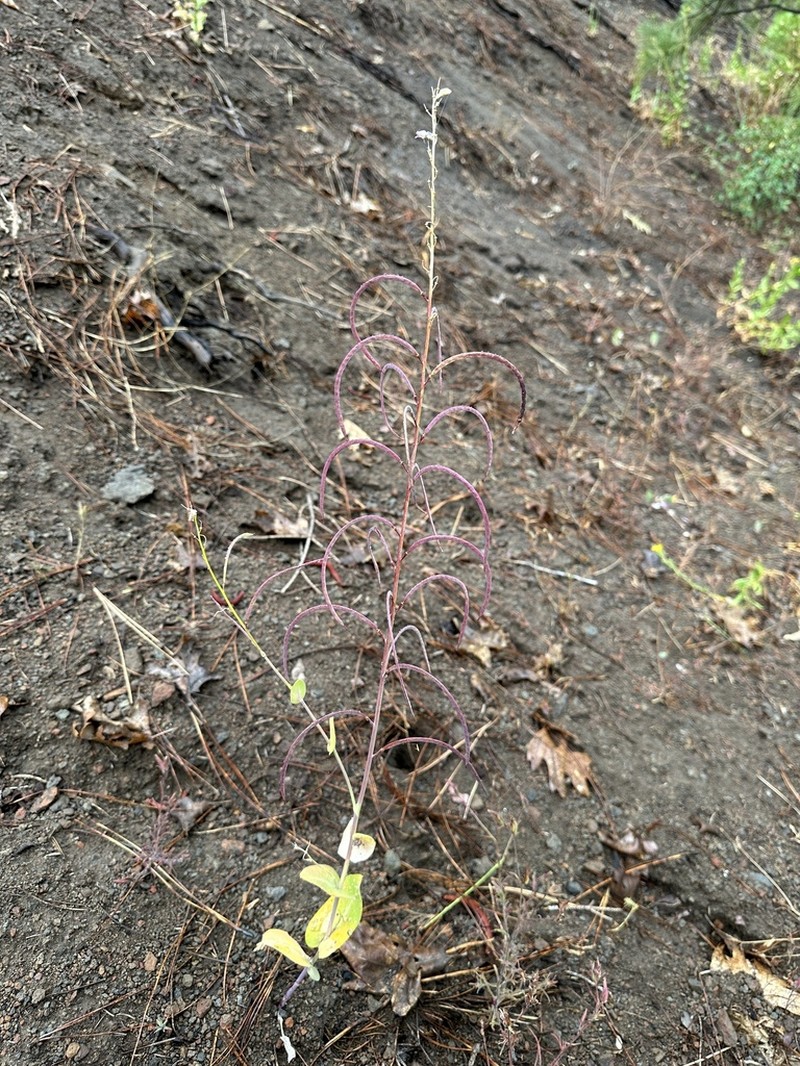Long-Fruit Jewelflower photo 5