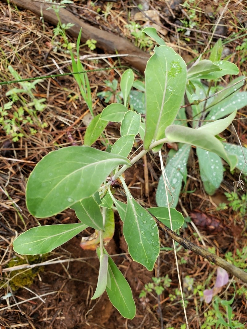 Long-Fruit Jewelflower photo 6