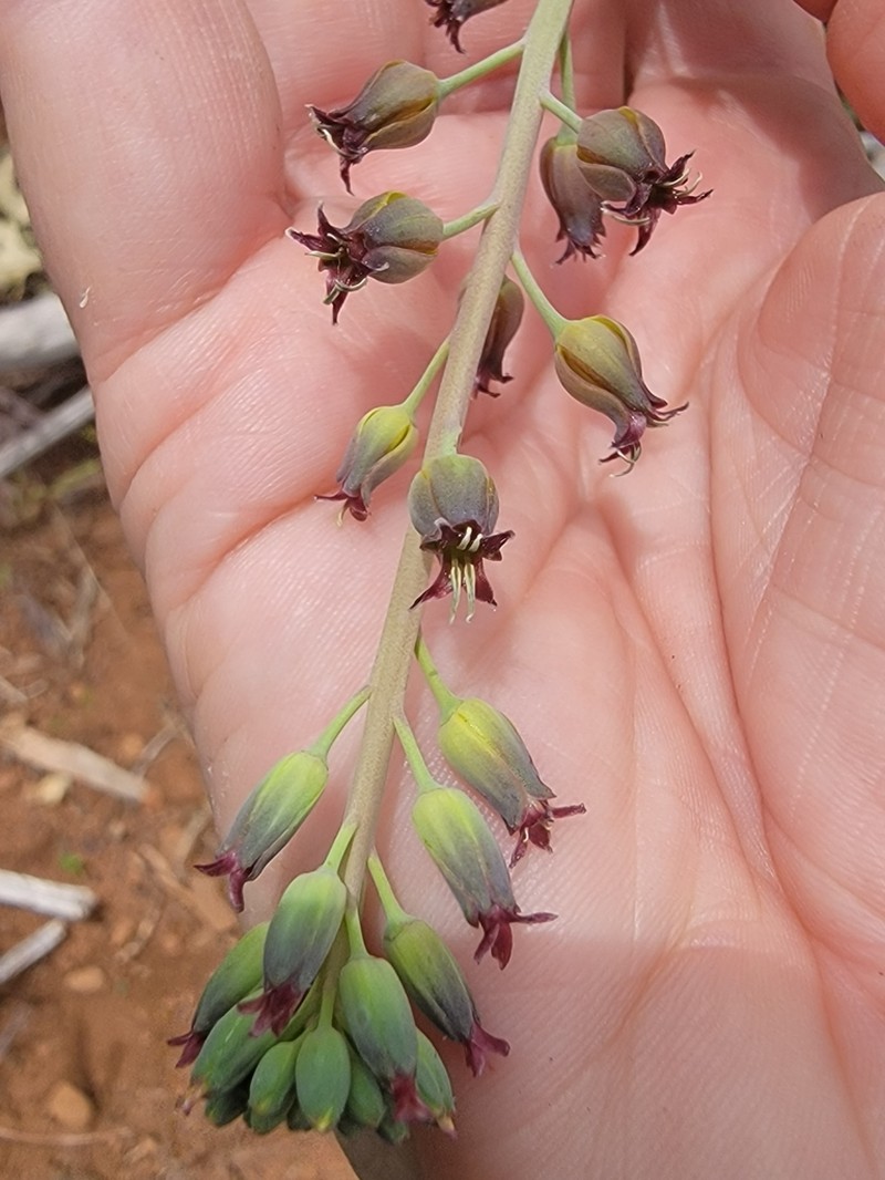 Long-Fruit Jewelflower photo 7
