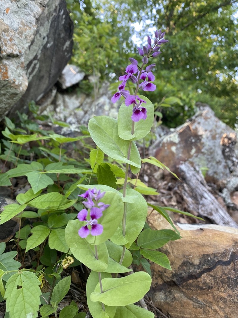 Clasping Jewelflower photo 2