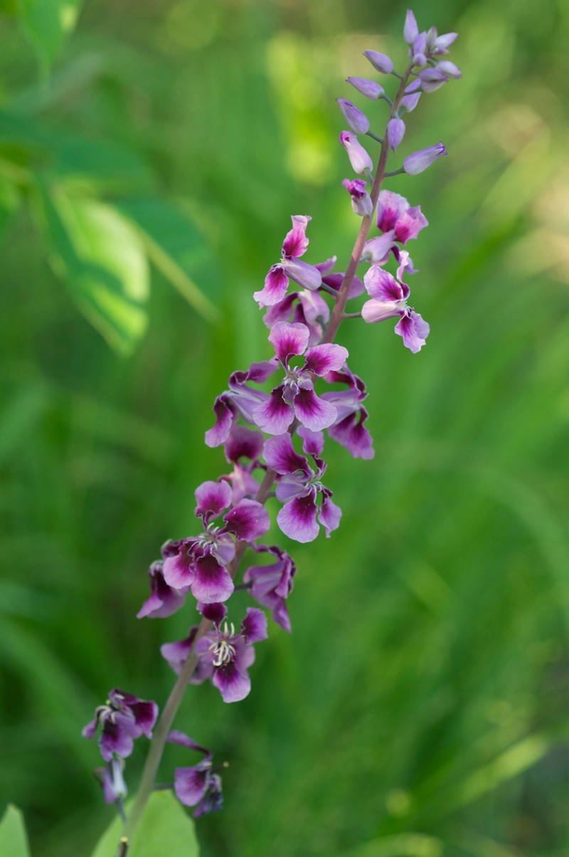 Clasping Jewelflower photo 5