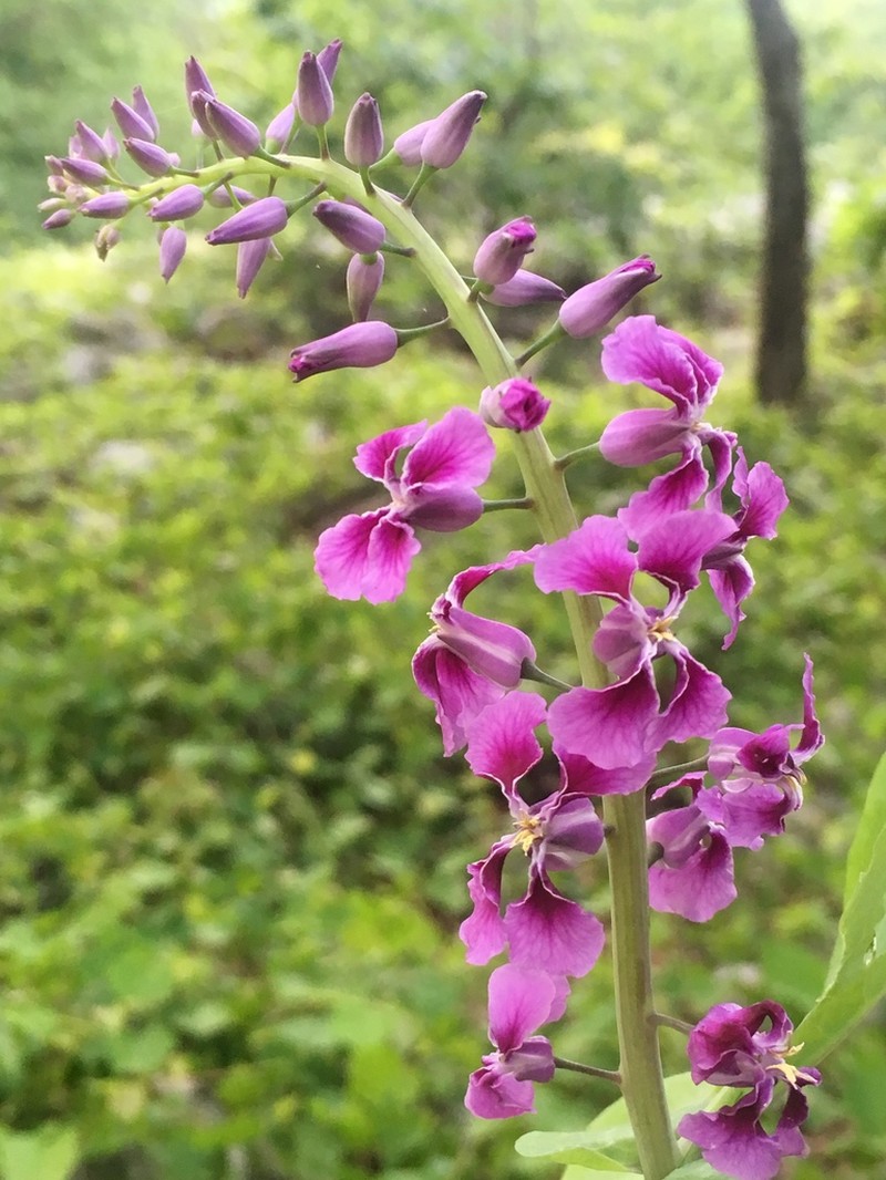 Clasping Jewelflower photo 6