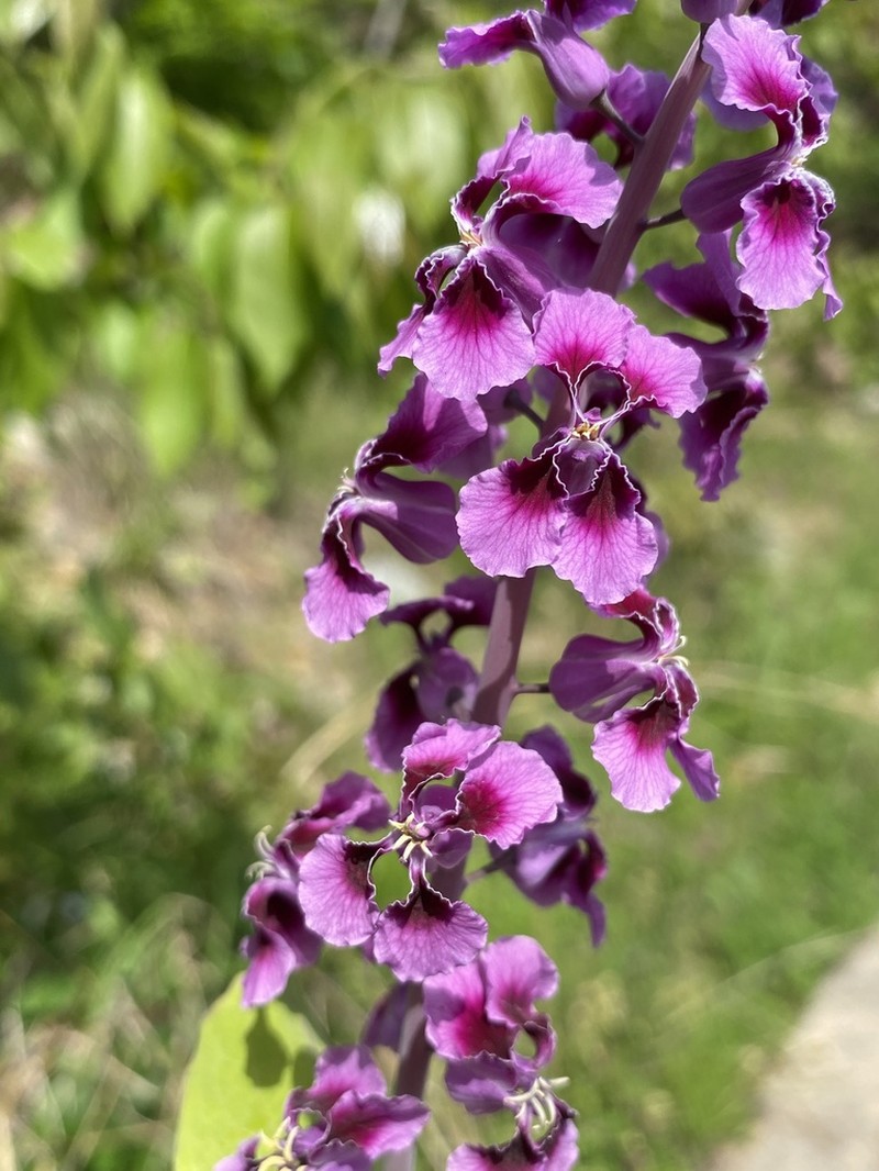 Clasping Jewelflower photo 7
