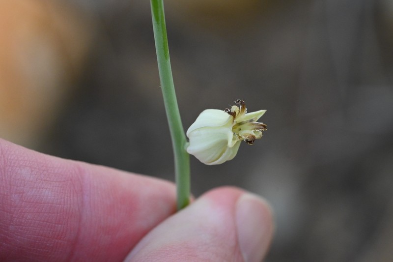 Slender Wild Cabbage