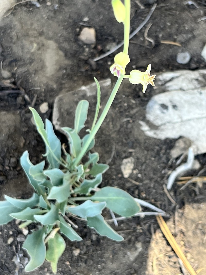 Slender Wild Cabbage photo 3