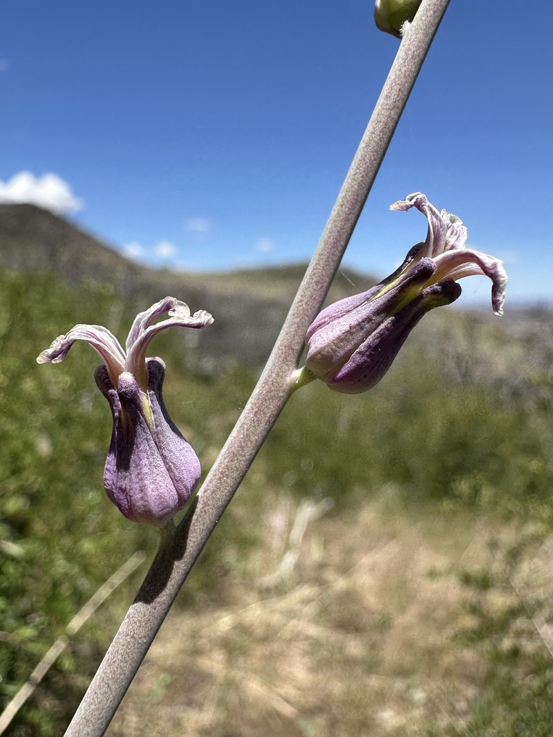 Slender Wild Cabbage photo 4