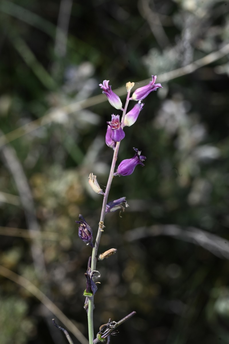 Slender Wild Cabbage photo 5