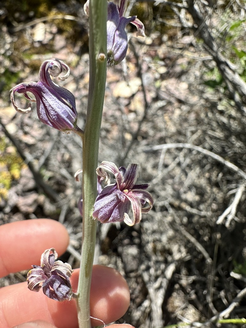 Slender Wild Cabbage photo 6
