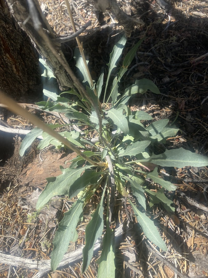 Slender Wild Cabbage photo 7