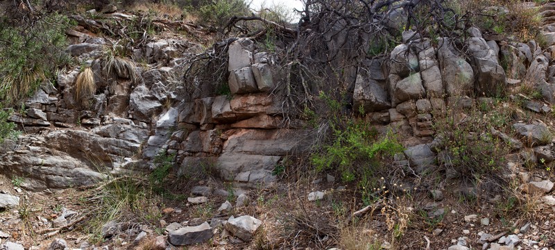 Slender Wild Cabbage