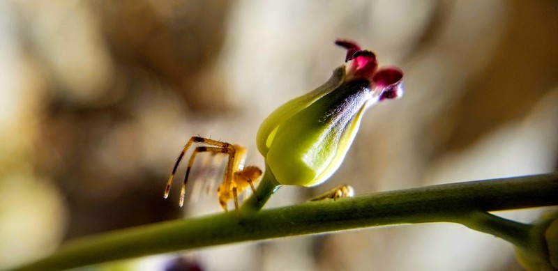 Streptanthus medeirosii