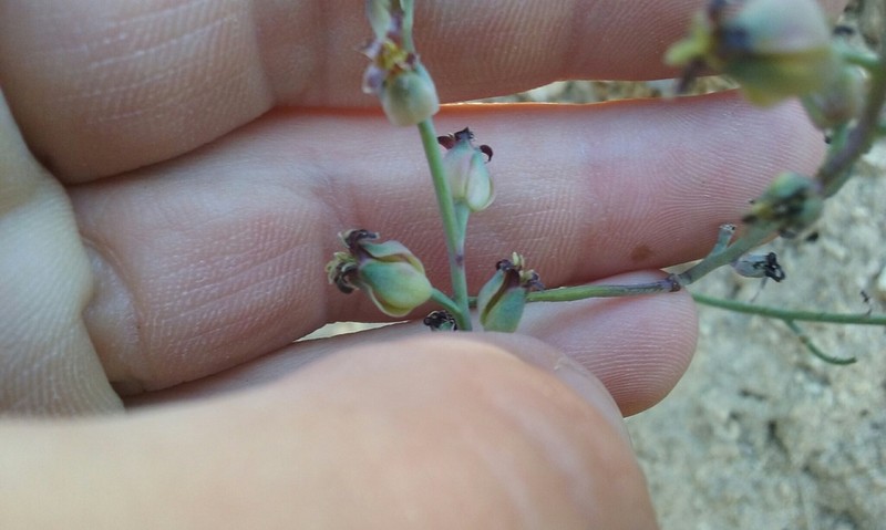 Streptanthus medeirosii photo 2