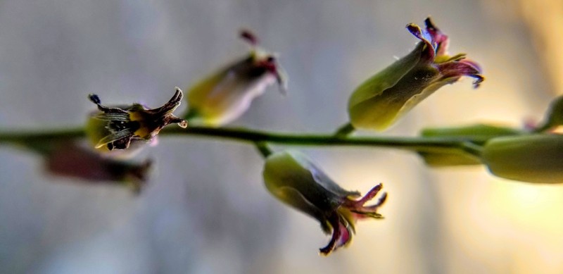 Streptanthus medeirosii photo 3