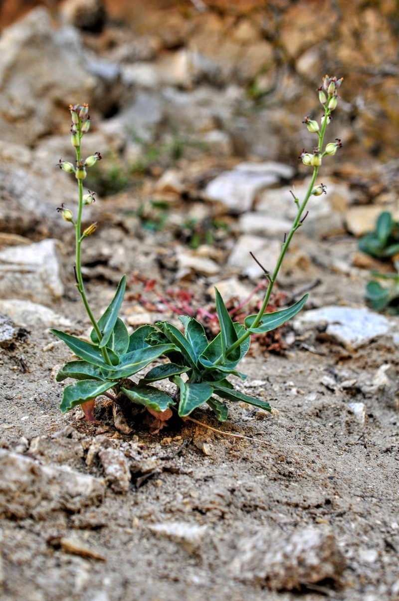 Streptanthus medeirosii photo 4
