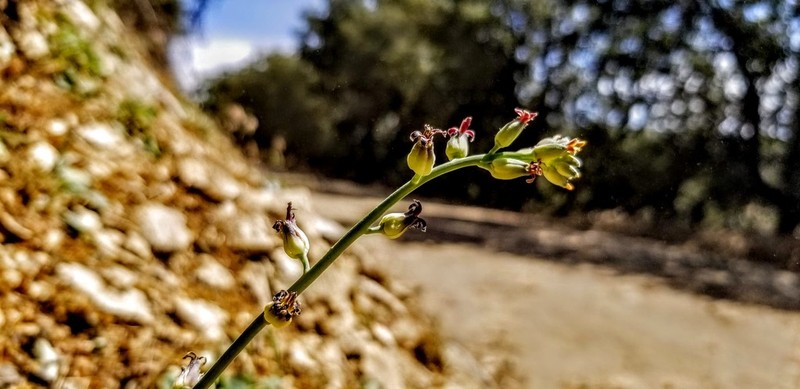 Streptanthus medeirosii photo 5