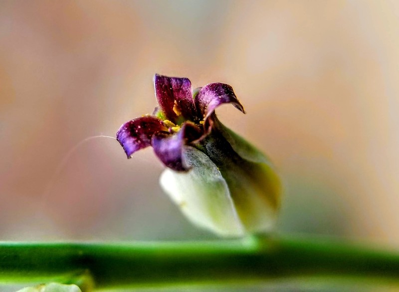 Streptanthus medeirosii photo 8