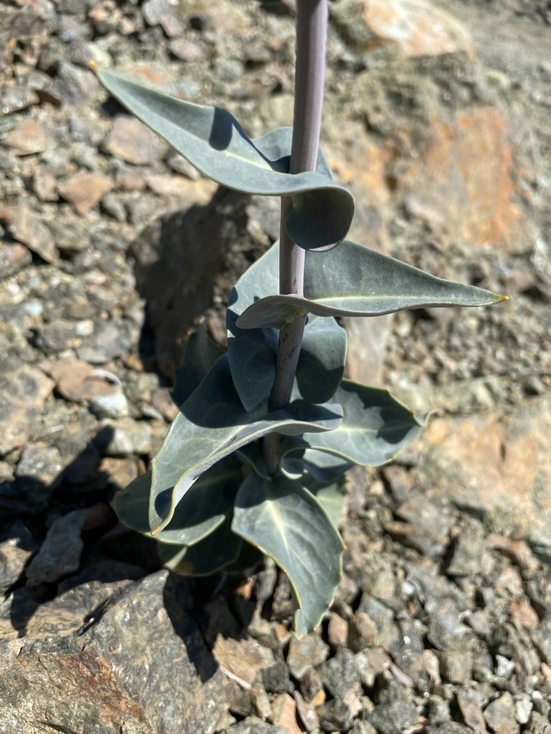 Morrison'S Jewelflower photo 6