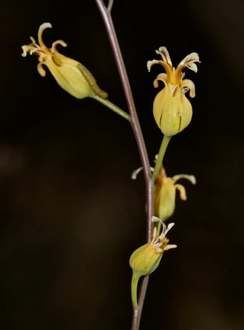Trinity River Jewelflower