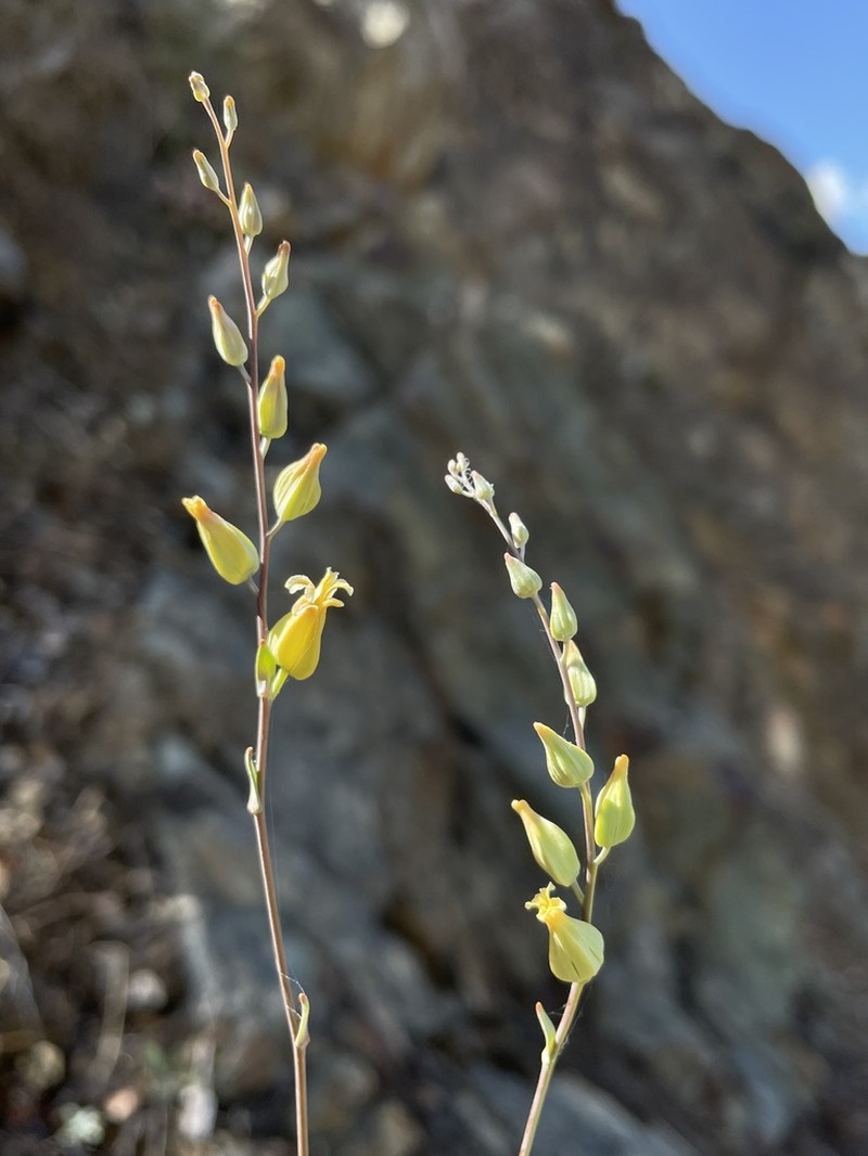 Trinity River Jewelflower photo 2