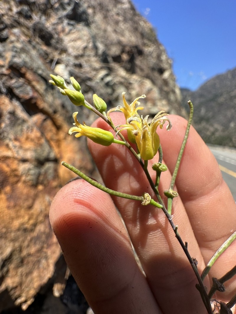 Trinity River Jewelflower photo 3