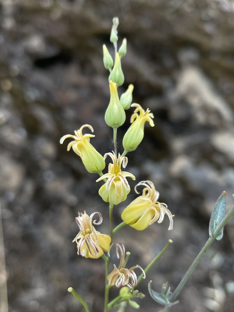 Trinity River Jewelflower photo 4