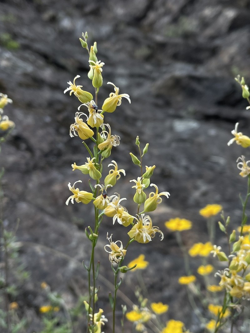 Trinity River Jewelflower photo 5