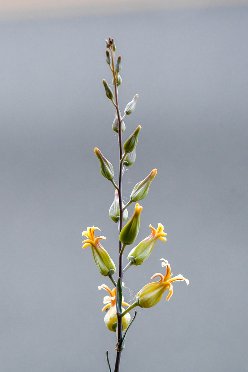 Trinity River Jewelflower photo 6
