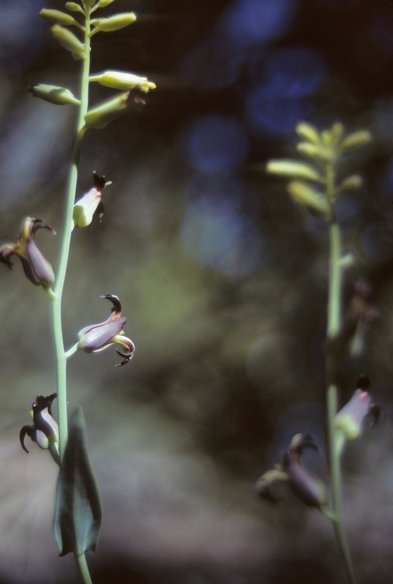 Masonic Mountain Jewelflower photo 2
