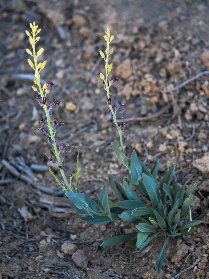Masonic Mountain Jewelflower photo 4