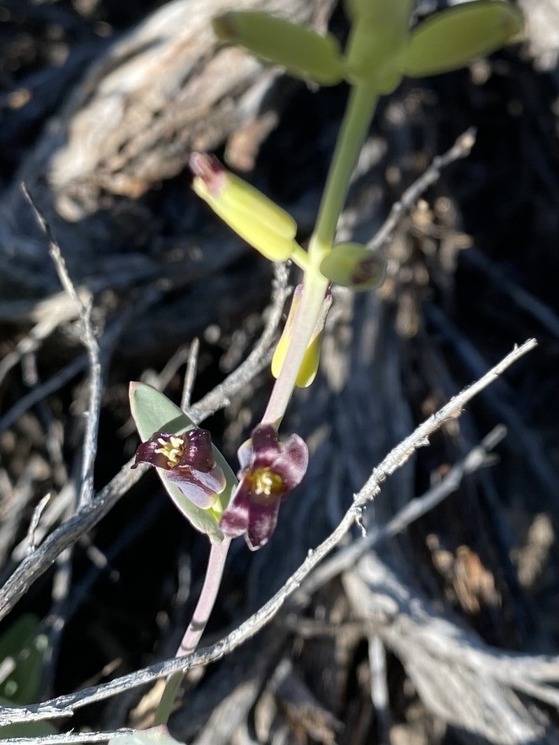 Masonic Mountain Jewelflower photo 5