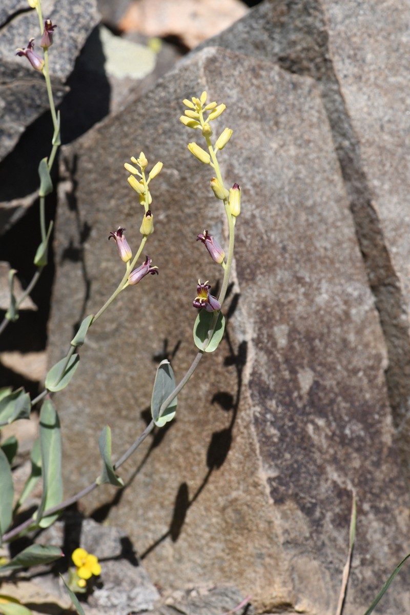 Masonic Mountain Jewelflower photo 6