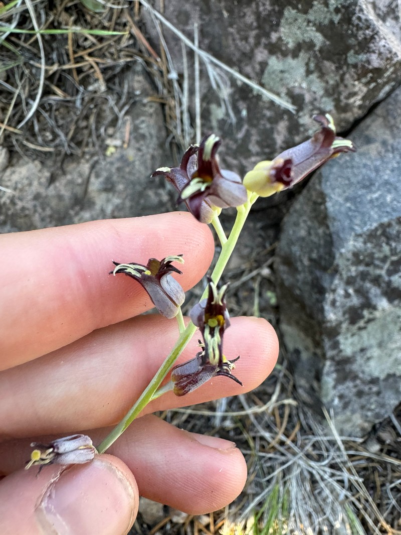 Masonic Mountain Jewelflower photo 7