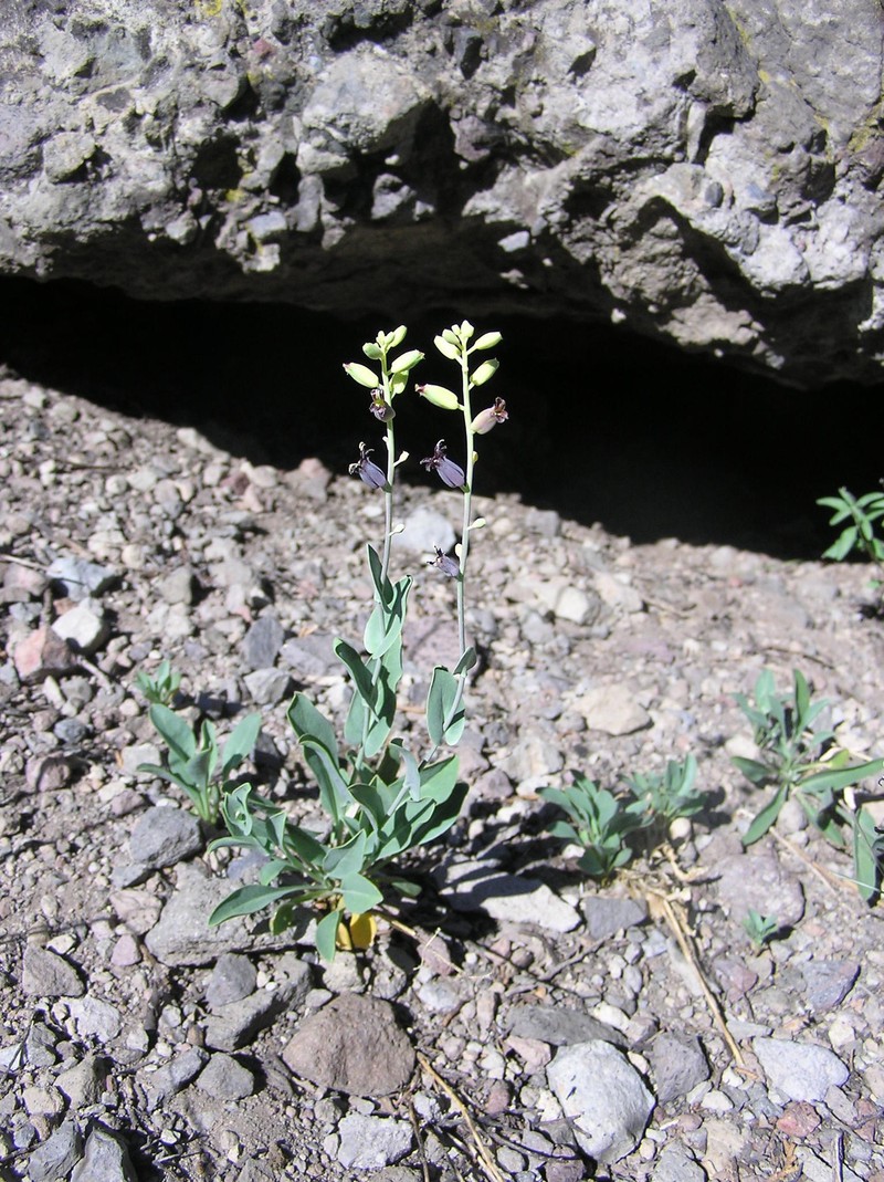 Masonic Mountain Jewelflower