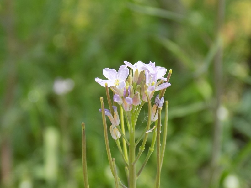 Brazos Rockcress