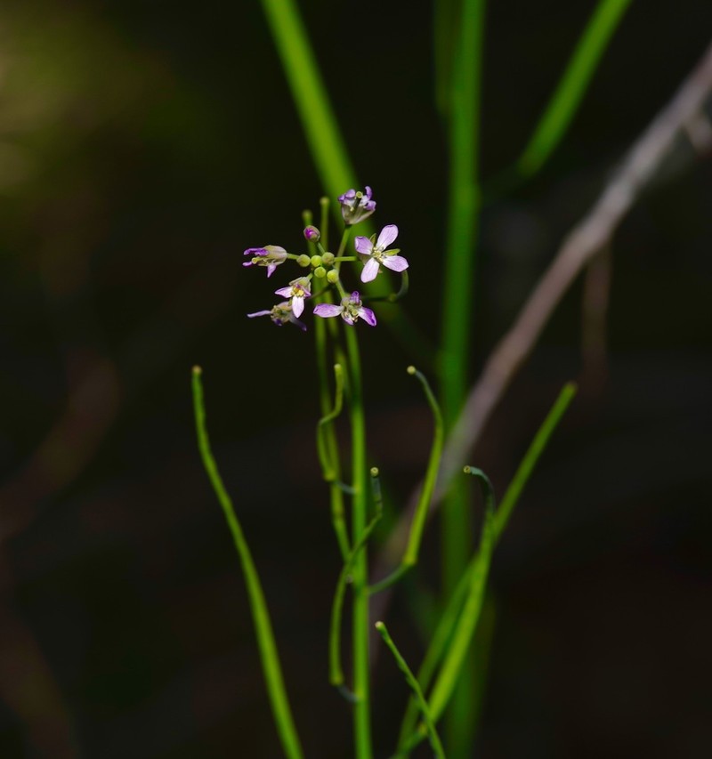 Brazos Rockcress photo 2