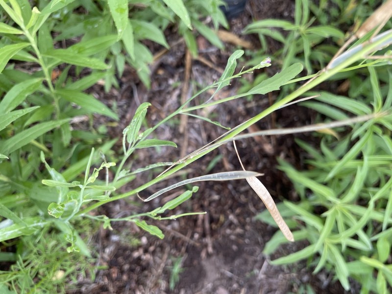Brazos Rockcress photo 3